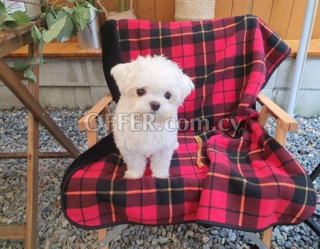 5 Generation Maltese Puppies Ready to Leave - 1