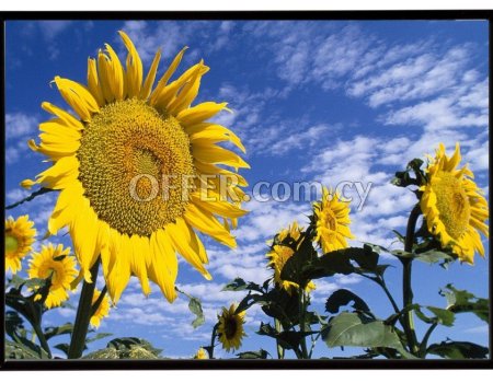 Beautiful Sunflowers in the field - Πανέμορφα ηλιοτρόπια στον αγρό - 1