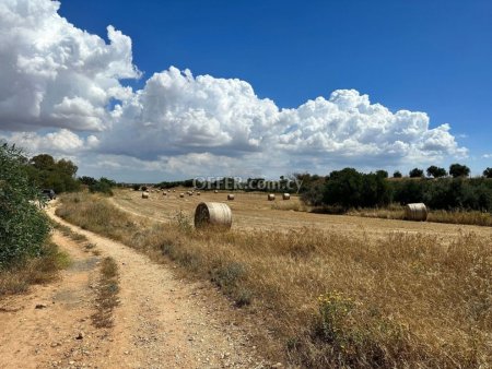 Agricultural field in Avgorou