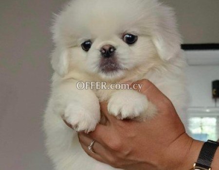 Adorable purebred Pekingese Puppies Available - 2