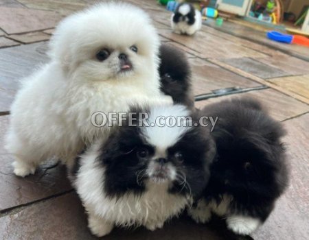 Adorable purebred Pekingese Puppies Available - 1