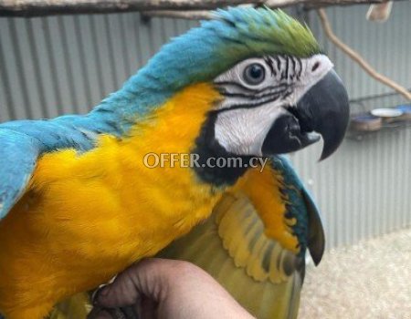 Pair of Blue and Gold Macaw Parrots For Sale - 1