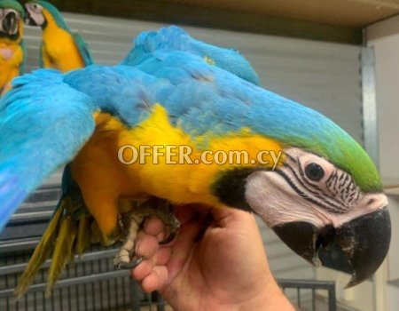 Pair of Blue and Gold Macaw Parrots For Sale - 2