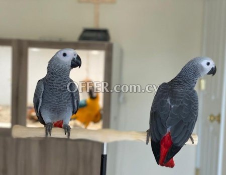 Talking African Grey Parrots for sale - 3