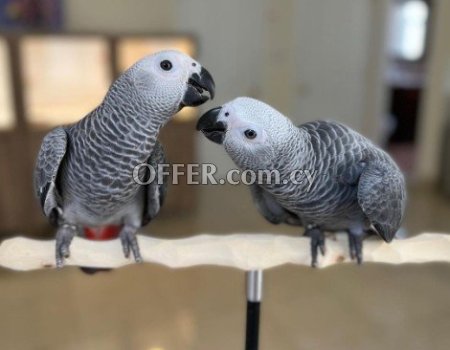 Talking African Grey Parrots for sale - 1