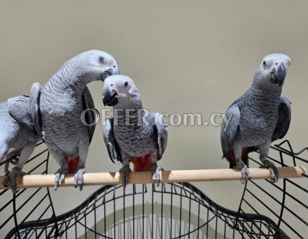 Talking African Grey Parrots for sale - 2