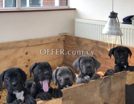 Cane Corso puppies for sale. - 2