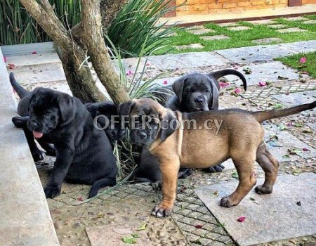 Cane Corso puppies for sale. - 1