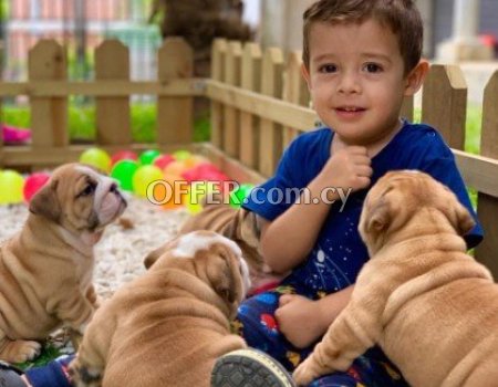 English Bulldog Puppies for Sale - 2