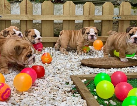 English Bulldog Puppies for Sale - 3