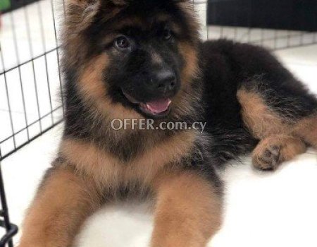 German Shepherd Puppies for sale - 1