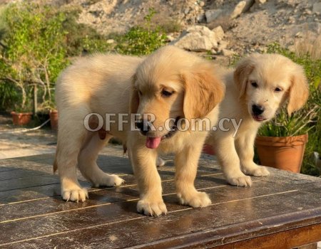 Golden Retriever Puppies fr sale - 1