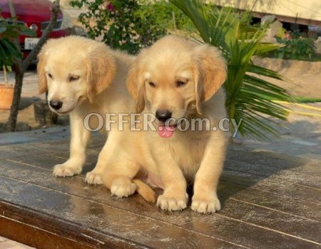 Golden Retriever Puppies fr sale - 2