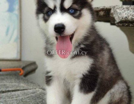 Siberian husky puppies available for Sale - 2