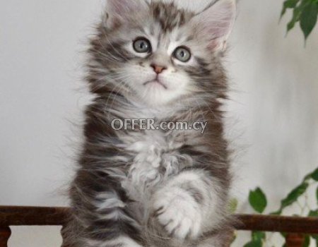 Maine Coon Kittens for sale - 2