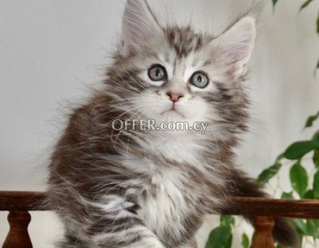 Maine Coon Kittens for sale - 1