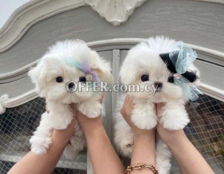 Teacup Maltese Puppies for sale - 1