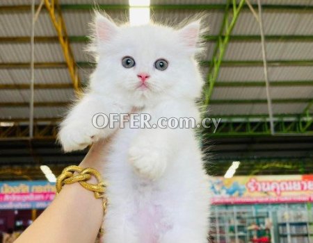 Persian kittens Available for Sale - 1