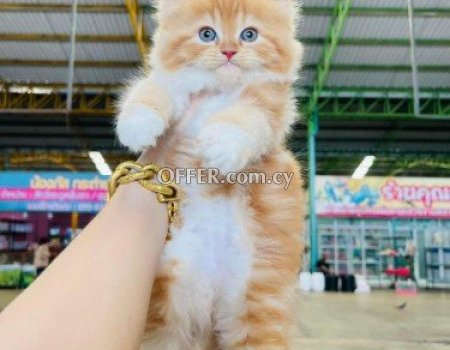 Persian kittens Available for Sale - 2