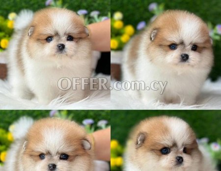 Teacup Pomeranian Puppies for sale - 1