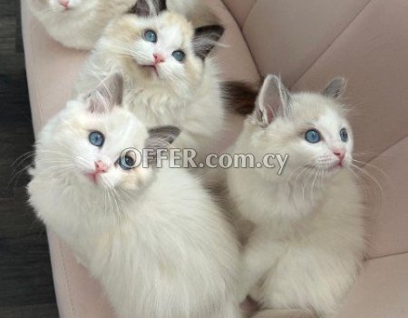 Ragdoll kittens for adoption - 3