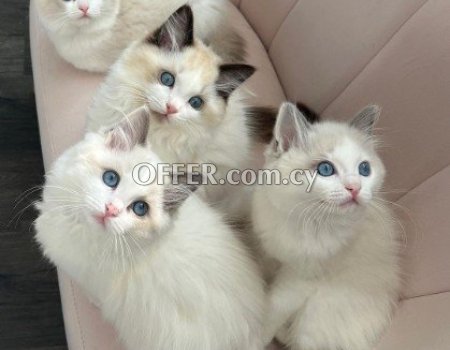 Ragdoll kittens for adoption - 1