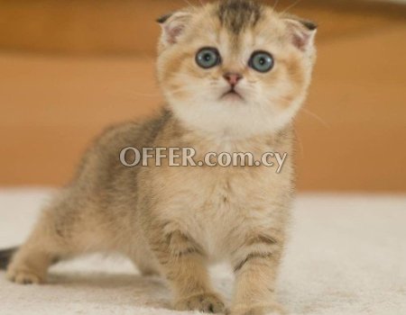 Scottish Fold Kittens for sale - 1