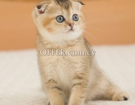 Scottish Fold Kittens for sale - 2