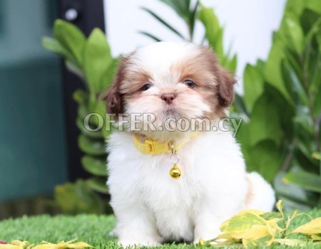 Shih Tzu Puppies for Sale - 2