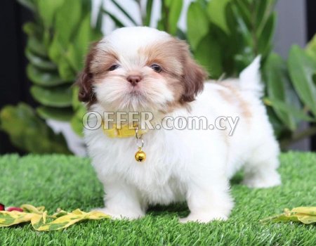 Shih Tzu Puppies for Sale - 1