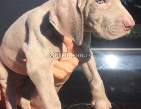 Weimaraner Puppies For Adoption To Any Caring Home - 2