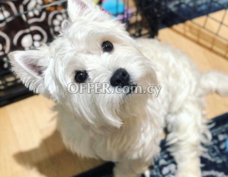 West Highland Terrier Puppies for sale - 1