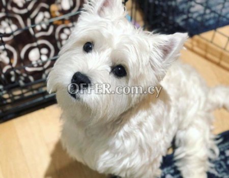 West Highland Terrier Puppies for sale - 2