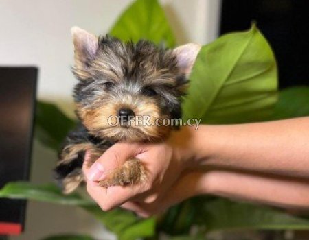Yorkie Puppies for Sale - 2