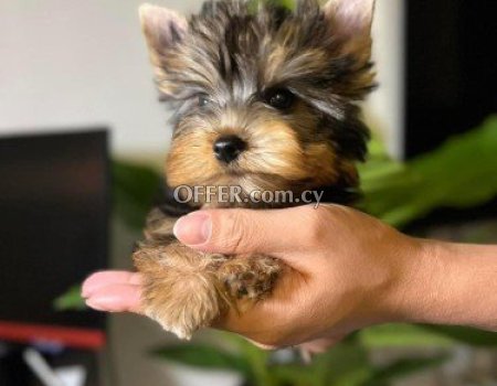 Yorkie Puppies for Sale - 1