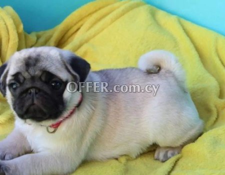 Pug Puppies For Sale - 2