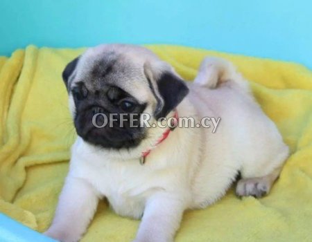 Pug Puppies For Sale - 1
