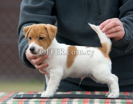 Male and Female Jack Russell Terrier Puppies - 2