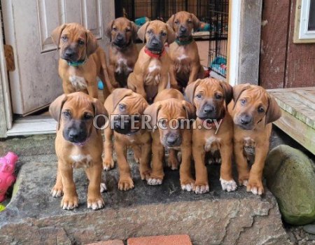 rhodesian ridgeback Puppies for sale - 2