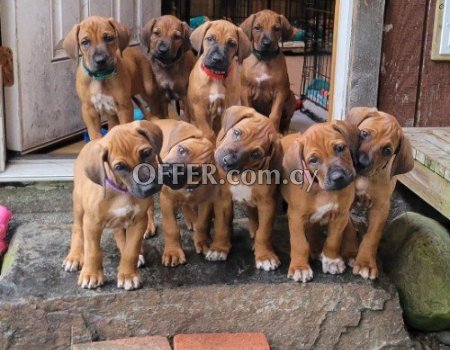 rhodesian ridgeback Puppies for sale - 1