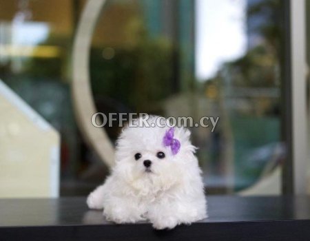 Toy Bichon Frise Puppies for sale - 2