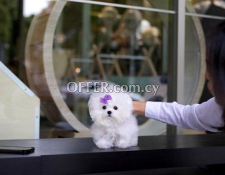 Toy Bichon Frise Puppies for sale - 1