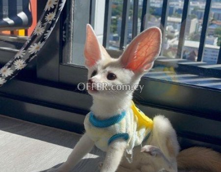 Registered Fennec Foxes for sale - 1