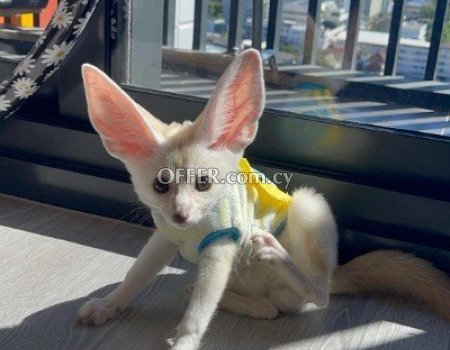 Registered Fennec Foxes for sale - 2