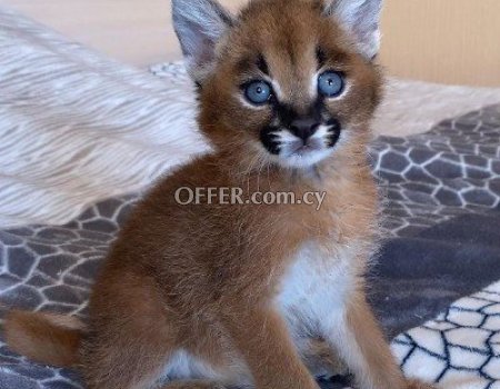 Caracal Kittens for Sale - 1