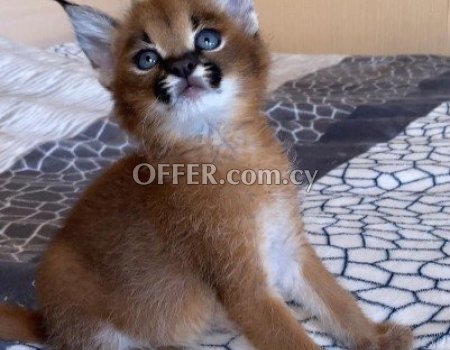 Caracal Kittens for Sale - 3