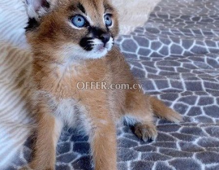 Caracal Kittens for Sale - 2