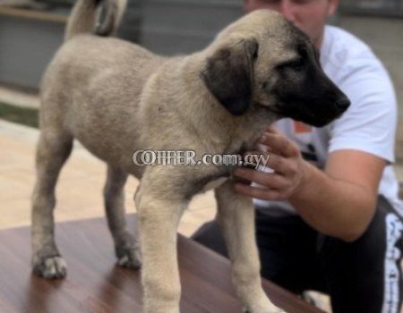 Kangal Dogs and Puppies - 3