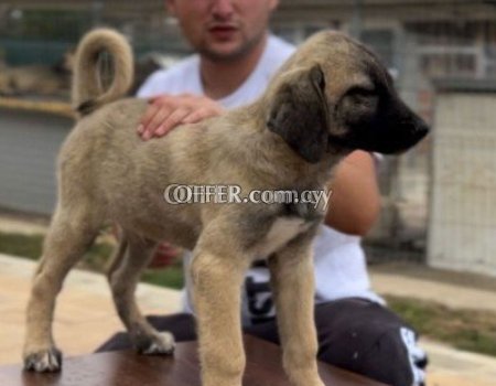 Kangal Dogs and Puppies - 1