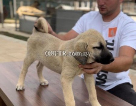 Kangal Dogs and Puppies - 2